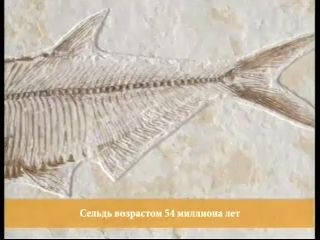 Окаменелые останки-фоссили