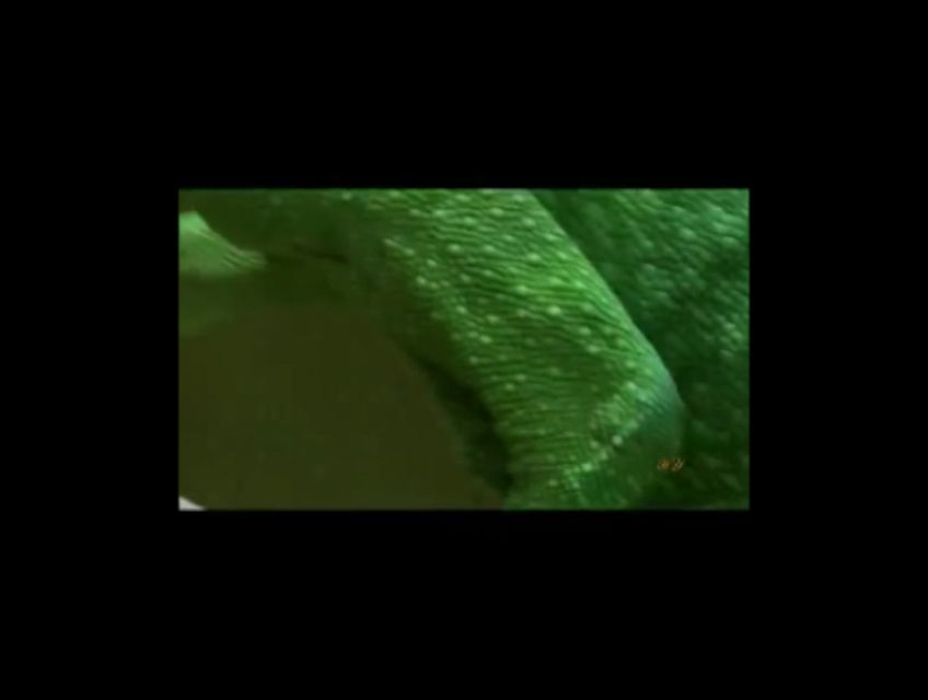 Olduqları mühitin rənginə görə dəyişən buqələmunlar