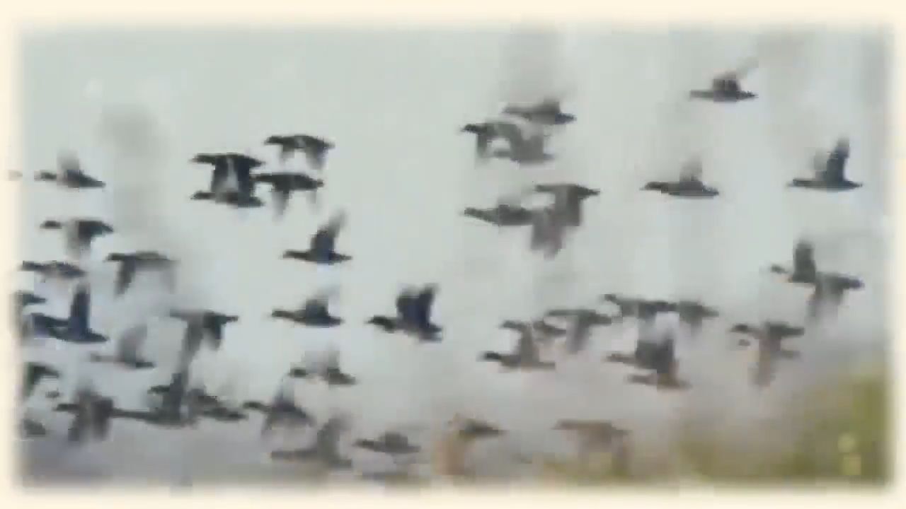 Ördəklərin qüsursuz yaradılış xüsusiyyətləri