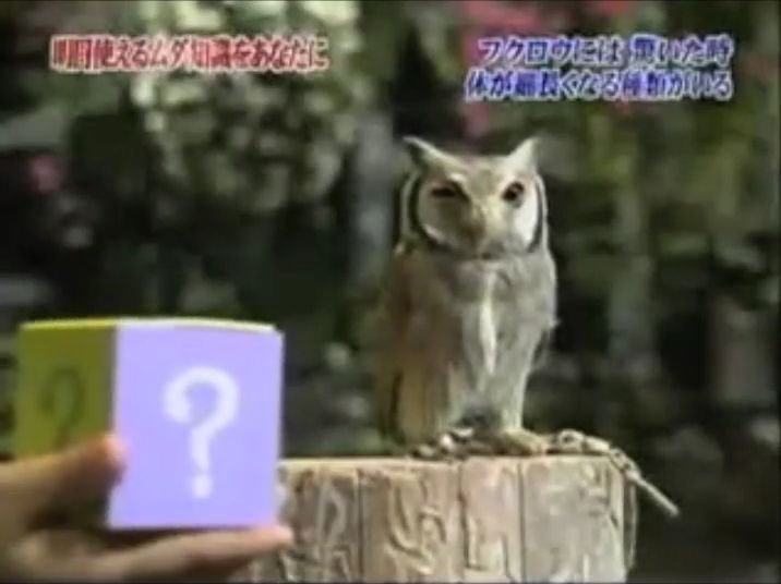 Oyuncu baykuşun marifetleri