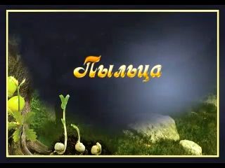 Пыльца