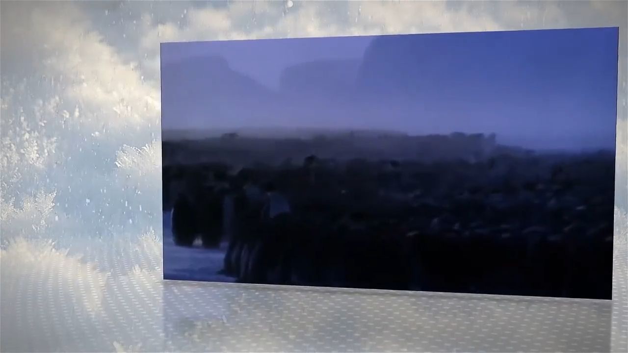 Pinqvinlərin bənzərsiz fədakarlığı