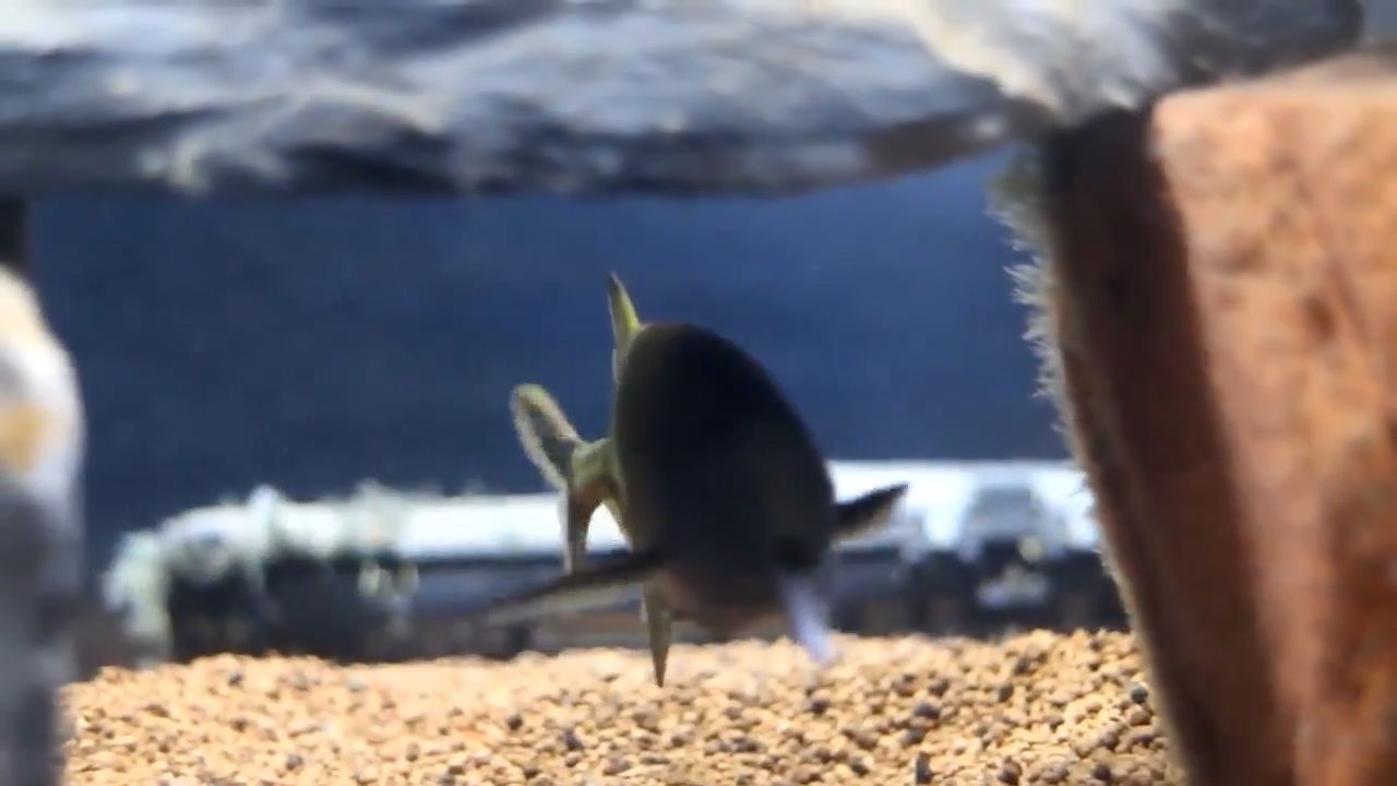 Qaranlıqda cisimləri ayırd edən canlı – Fil balığı