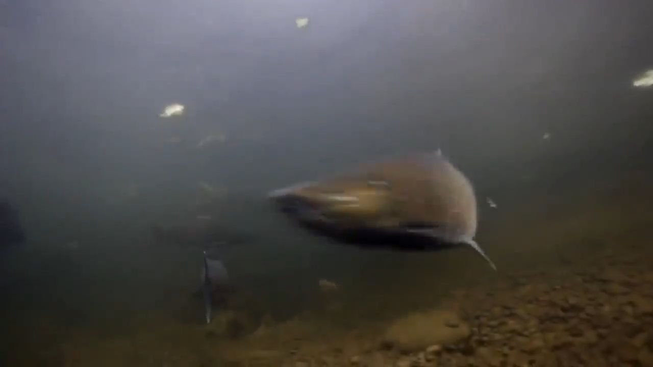 Qızılbalıqlar yolunu necə tapır?