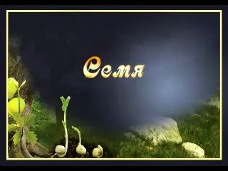 Семя