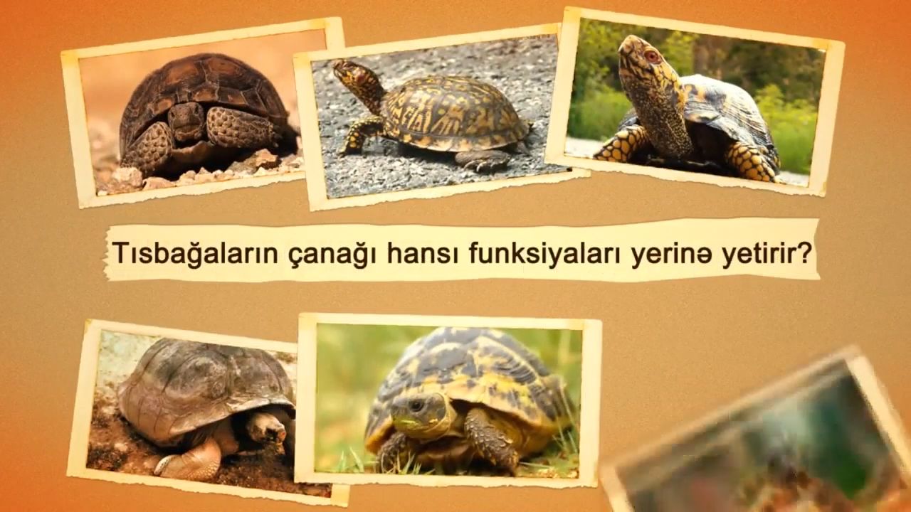 Tısbağaların çanağı hansı funksiyaları yerinə yetirir?
