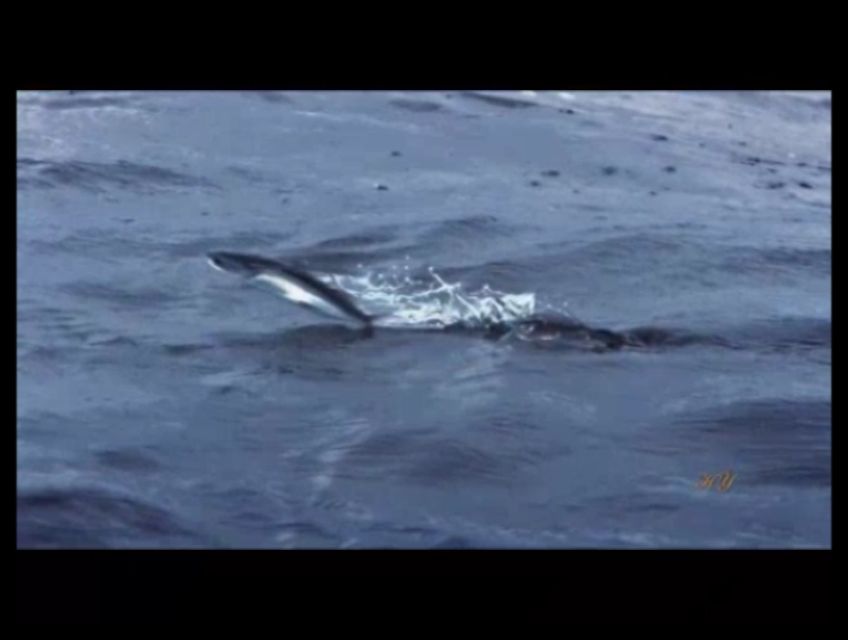 Uçan balıqların 100 milyon il bundan əvvəl də yaşadığını bilirdinizmi?