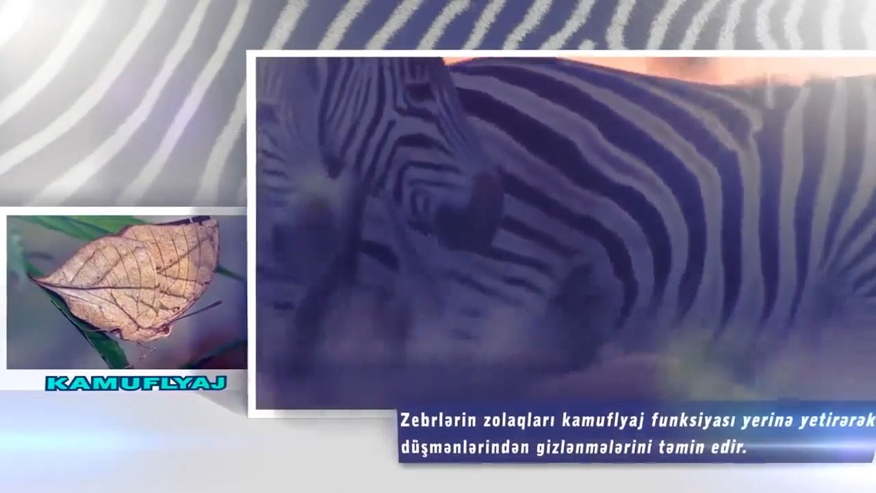 Zebrlər niyə zolaqlıdır?