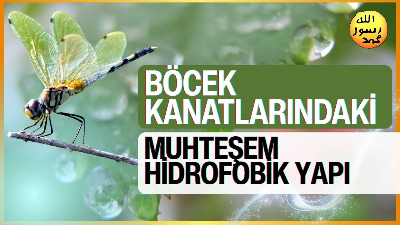 Böcek Kanatlarındaki Muhteşem Hidrofobik Yapı