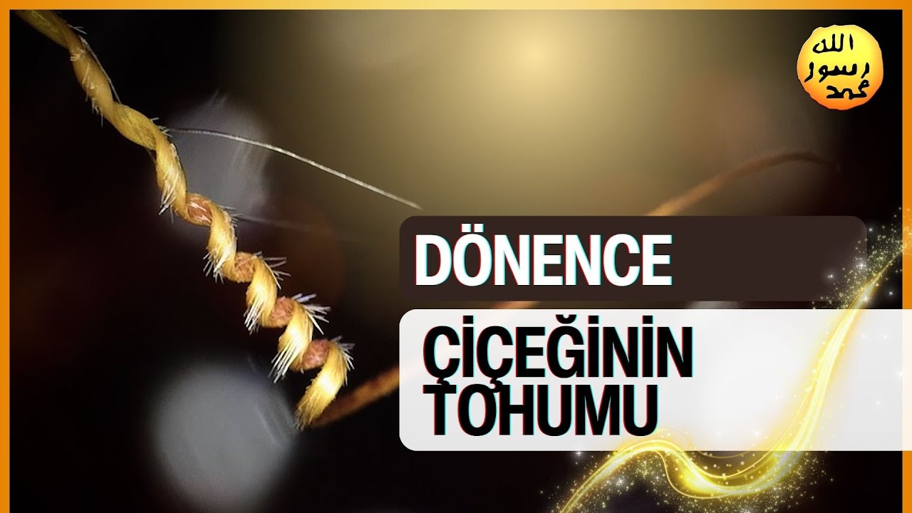 Dönence Çiçeğinin Tohumu