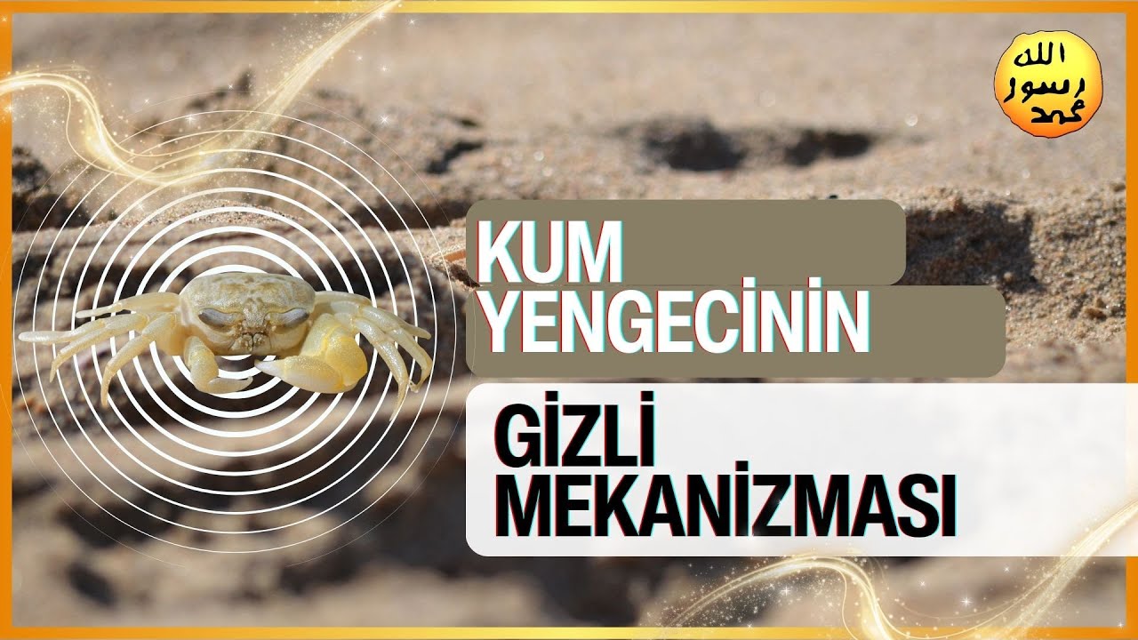 Kum Yengecinin Gizli Mekanizması
