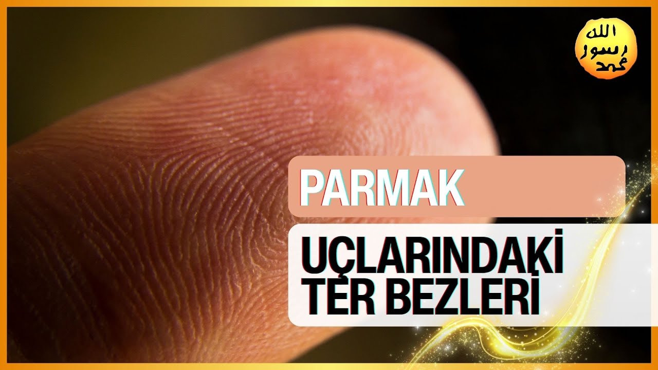 Parmak Uçlarımızdaki Ter Bezleri
