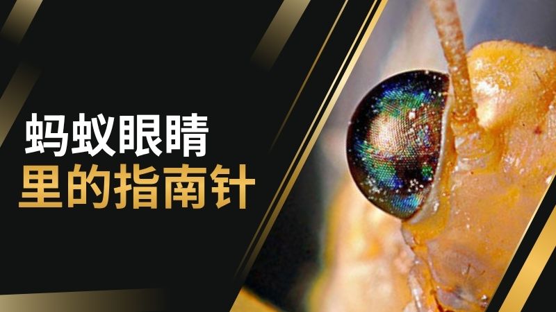 蚂蚁眼睛里的指南针