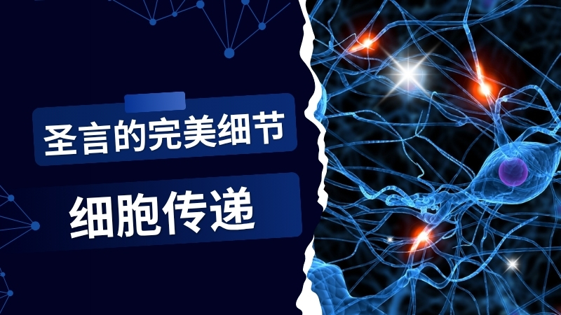 圣言的完美细节——细胞传递