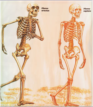 walking-skeletons