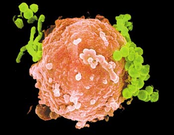 B cell with bacteria