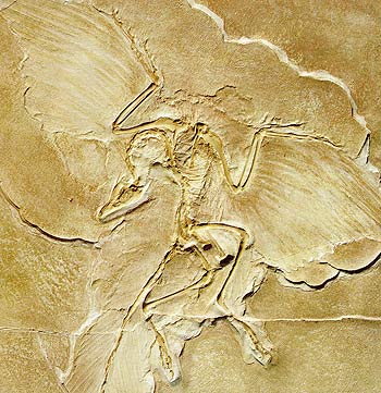 Archaeopteryx fosili