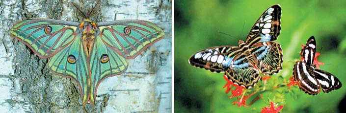 kelebek kanatlarındaki simetri 1