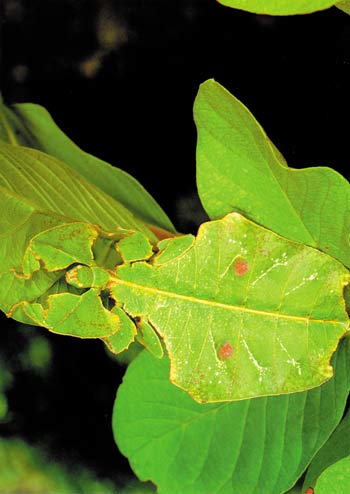 camouflage leaf beetle