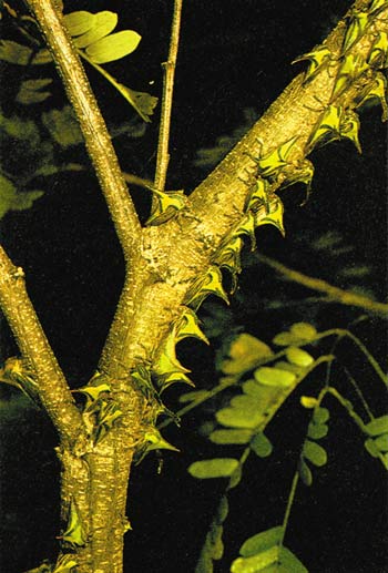 camouflage plant louse