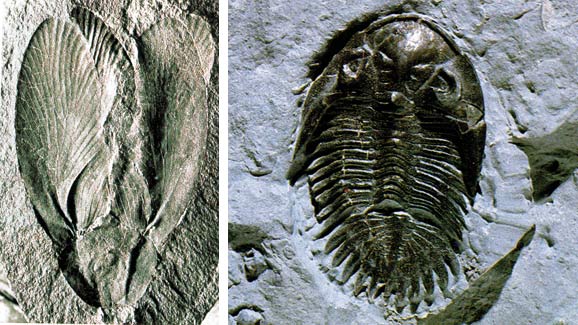 hamamböceği ve trilobit fosili