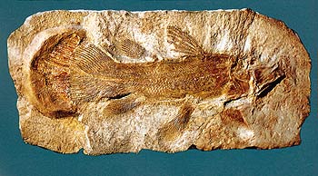 Coelacanth balığı fosili