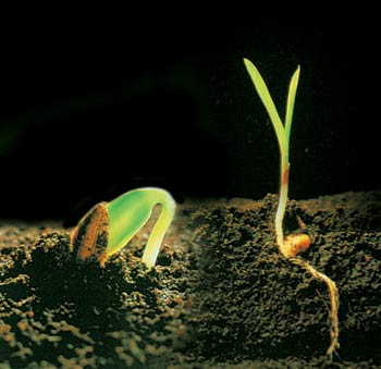 tohumun büyümesi topraktan çıkışı