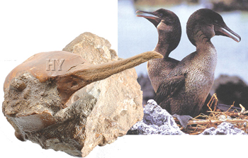 fossile de cormoran
