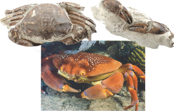 fossile de crabe