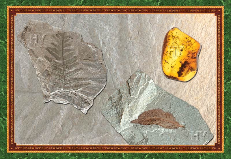bitki fosilleri