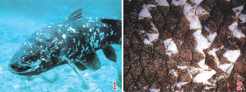 coelacanth