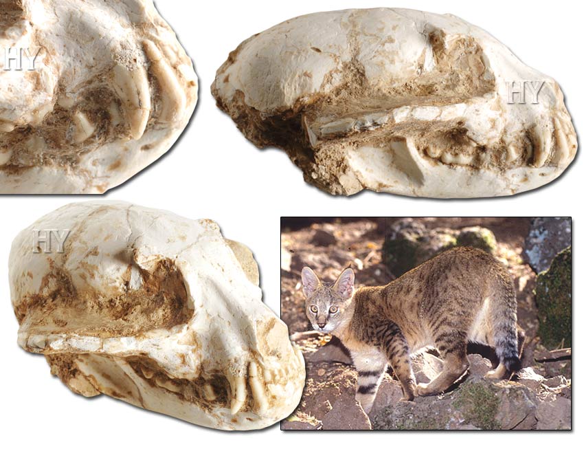 Jungle Cat Skull 