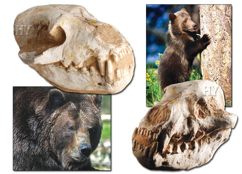Grizzly Bear Skull
