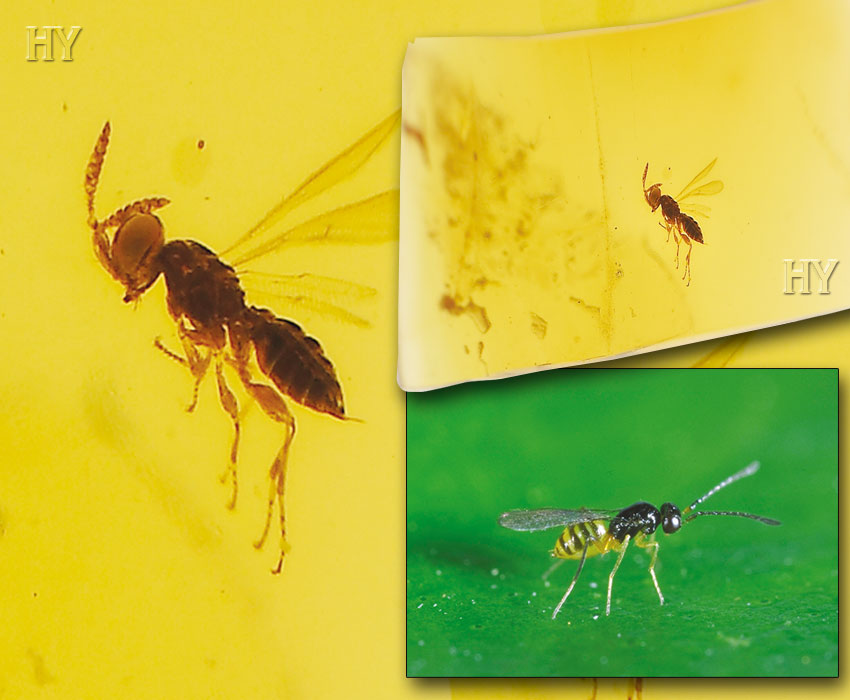 Wasp, mymaridae