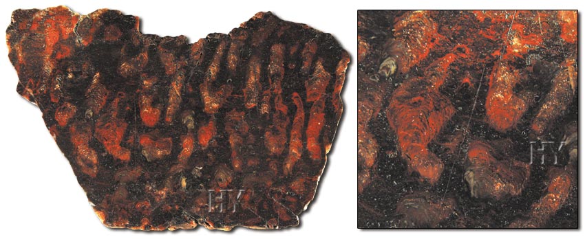 fossil stromatolites