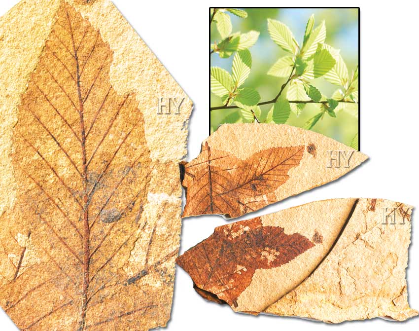 Hornbeam Leaf 