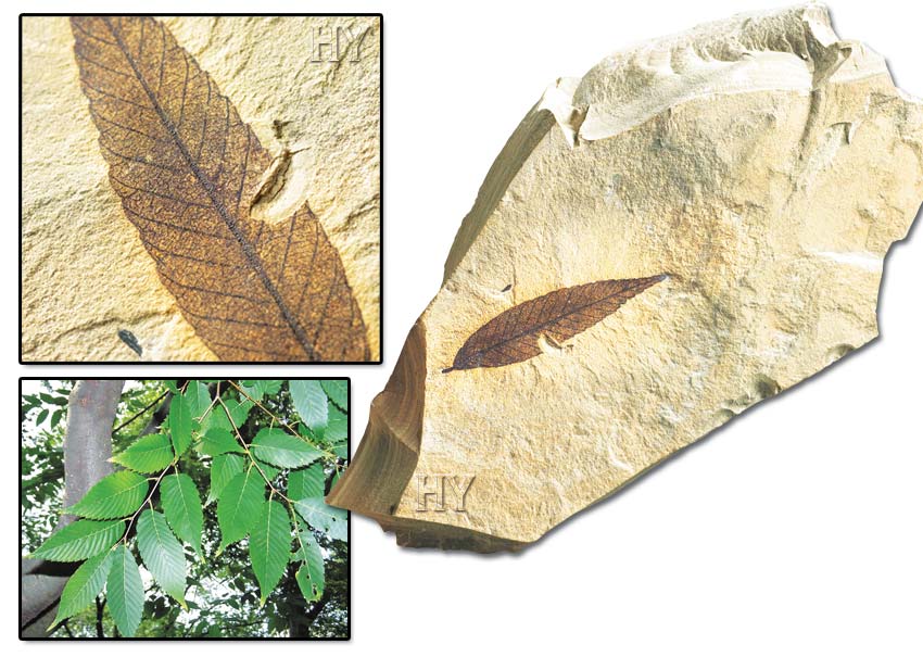 Zelkova Leaf 