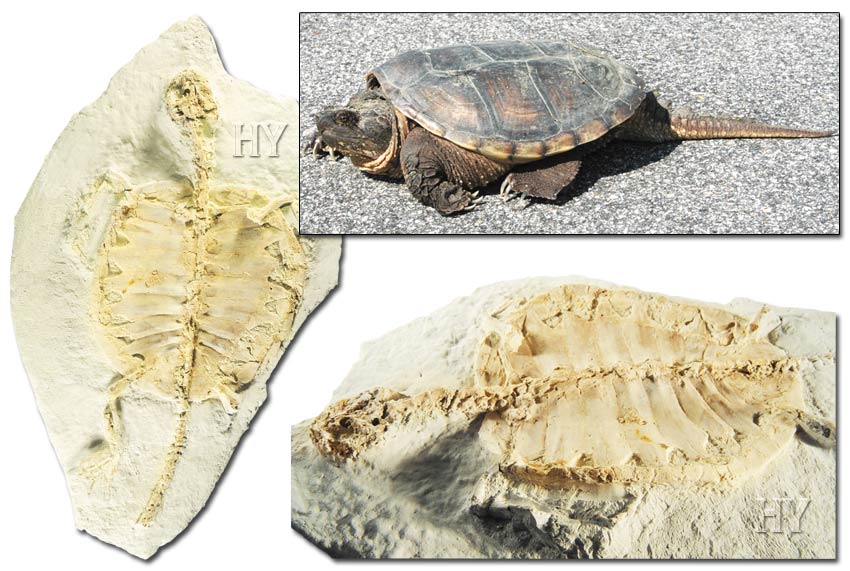 Turtle fosili