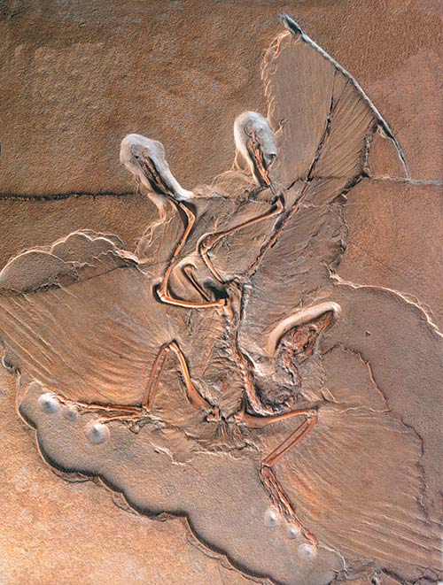 Le fossile d'archæoptéryx le plus connu, exposé à Berlin
