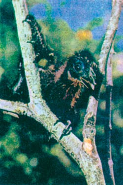 l'oiseau Opisthocomus hoazin