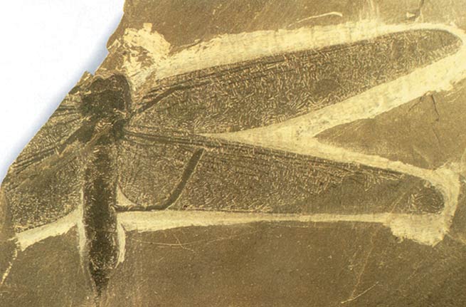 Le fossile de la libellule