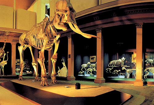 les fossiles de mammifères