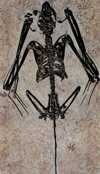 Le plus ancien fossile de chauve-souris