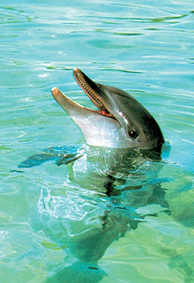 dolphin, des mammifères marins
