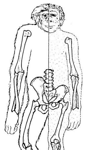 Les crânes et les squelettes d'Australopithecus sont très ressemblants à ceux des singes actuels.