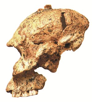 Crâne d'un Australopithecus robustus