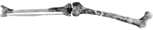 KNM-ER 1472, uyluk kemiği fosili