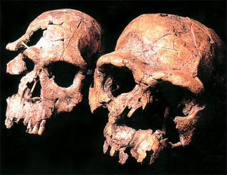 Homo erectus, kafatasları