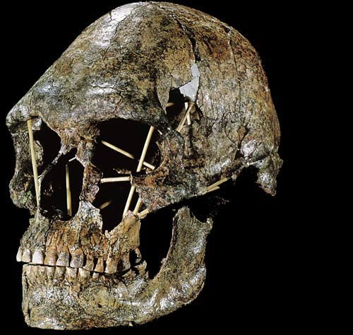 Homo erectus, kafatası