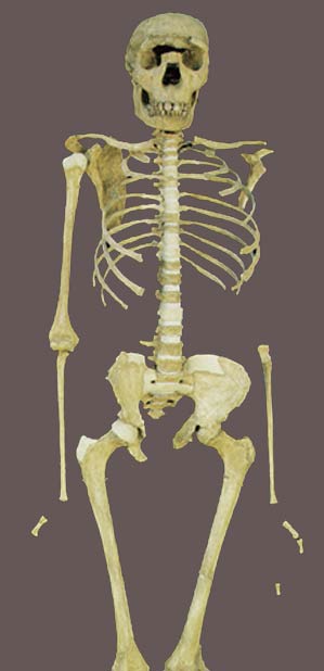 Turkana Boy skeleton
